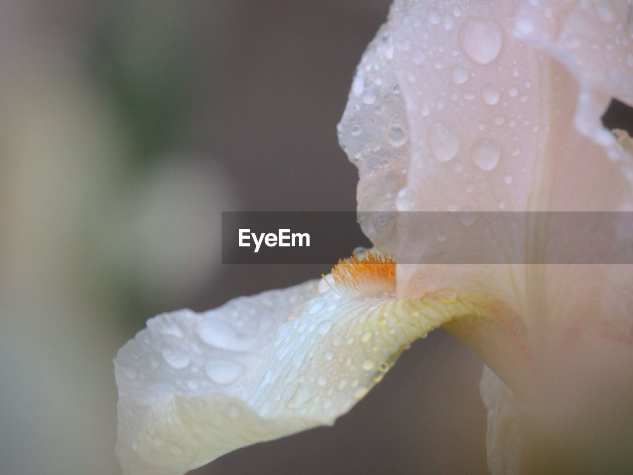 Water droplets on white flower