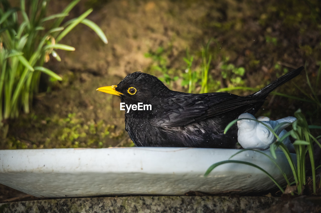 Close-up of a blackbird bathing in the garden