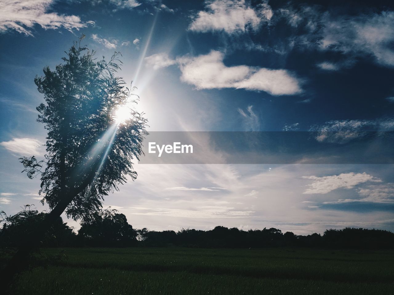 Low angle view of silhouette trees on field against sky