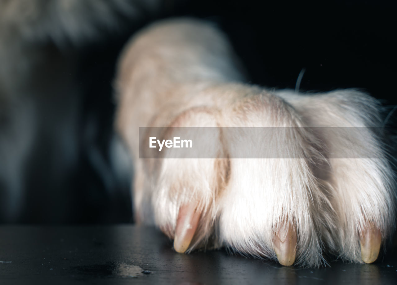 CLOSE-UP OF A DOG LYING DOWN