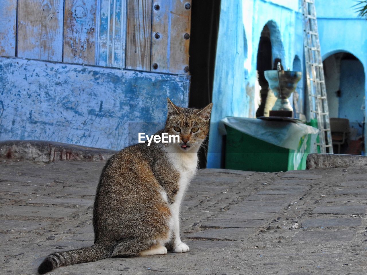 Portrait of cat sitting on street by house