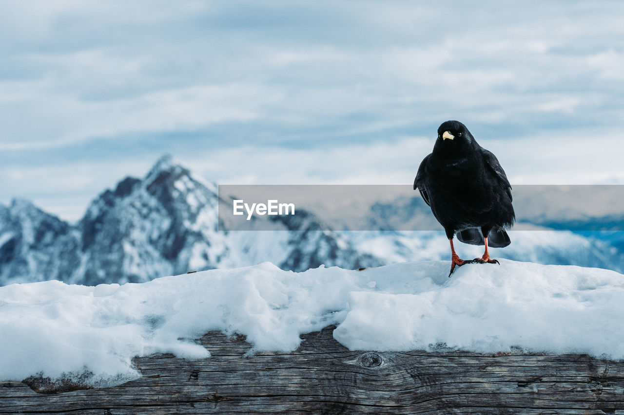 Bird perching on snow covered mountain against sky