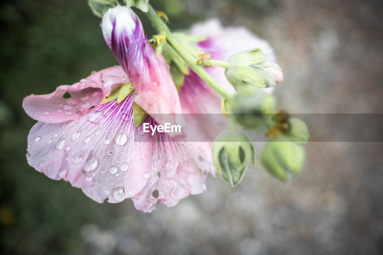 plant, flower, flowering plant, freshness, blossom, beauty in nature, close-up, pink, fragility, nature, petal, growth, flower head, macro photography, inflorescence, springtime, focus on foreground, drop, wet, no people, outdoors, water, purple, botany, leaf, wildflower, selective focus, tree, day, rain, pollen