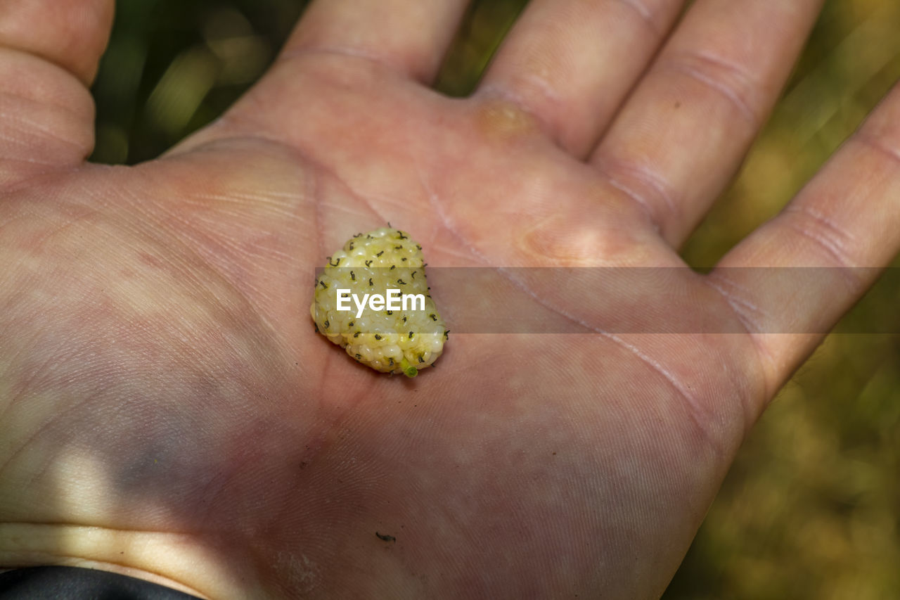 HIGH ANGLE VIEW OF PERSON HAND HOLDING LEAF