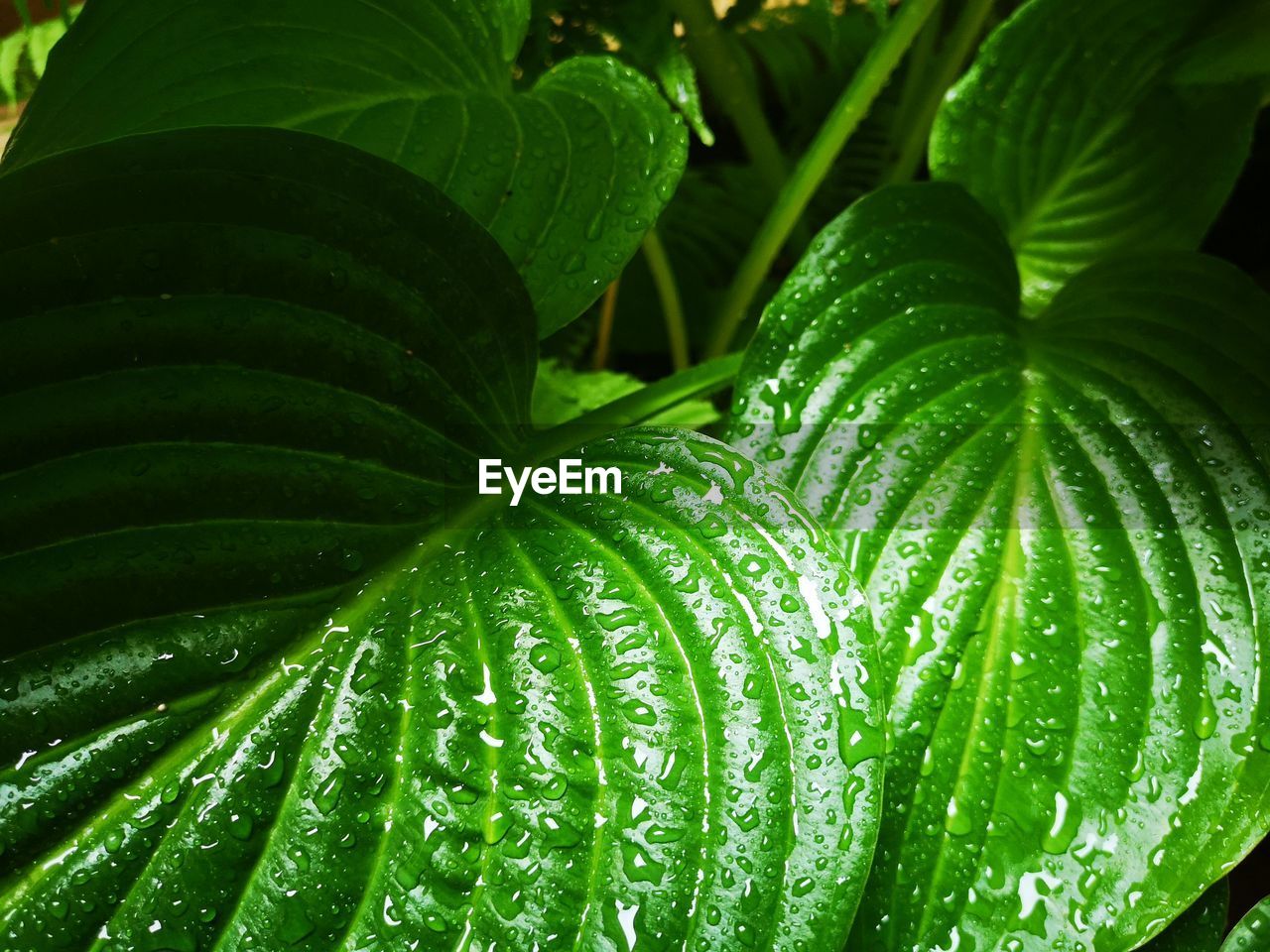 FULL FRAME SHOT OF WET PLANT LEAVES