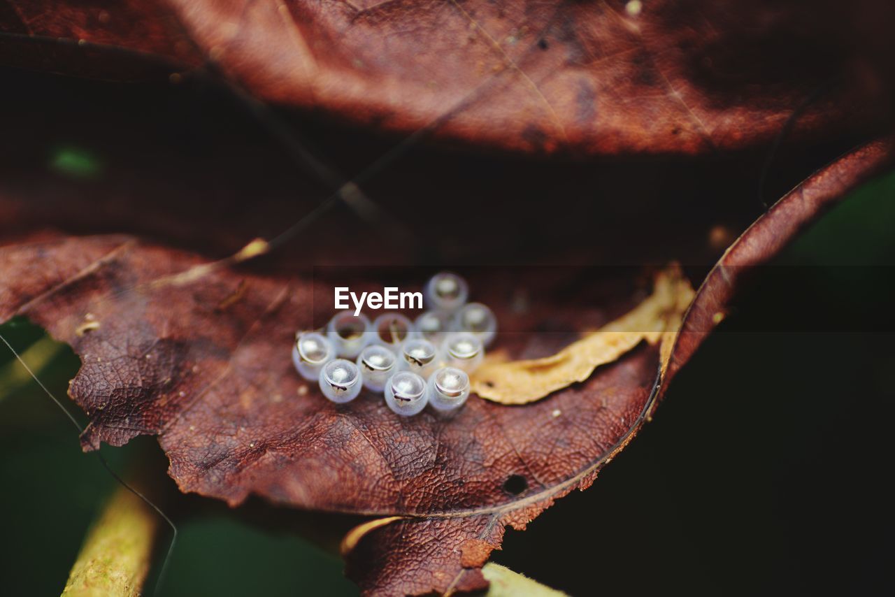 Close-up of water drops on plant