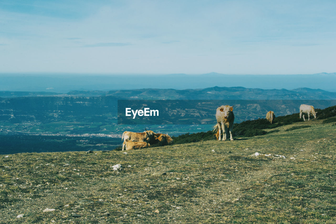 View of a cow on field