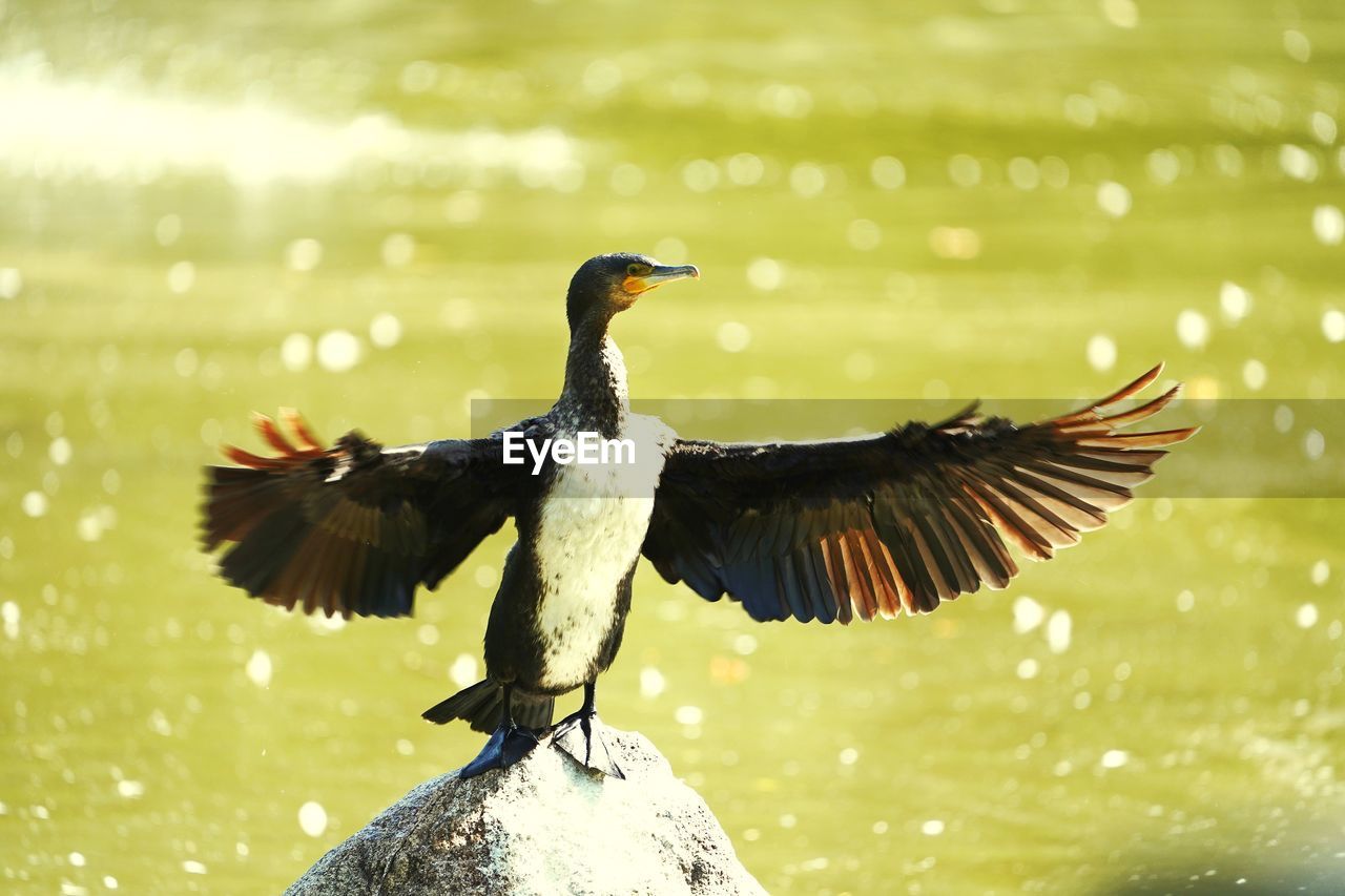 bird, animal, animal themes, animal wildlife, wildlife, flying, spread wings, one animal, nature, beak, animal wing, animal body part, no people, beauty in nature, motion, wing, water, outdoors, day, black, close-up, full length, focus on foreground, cormorant