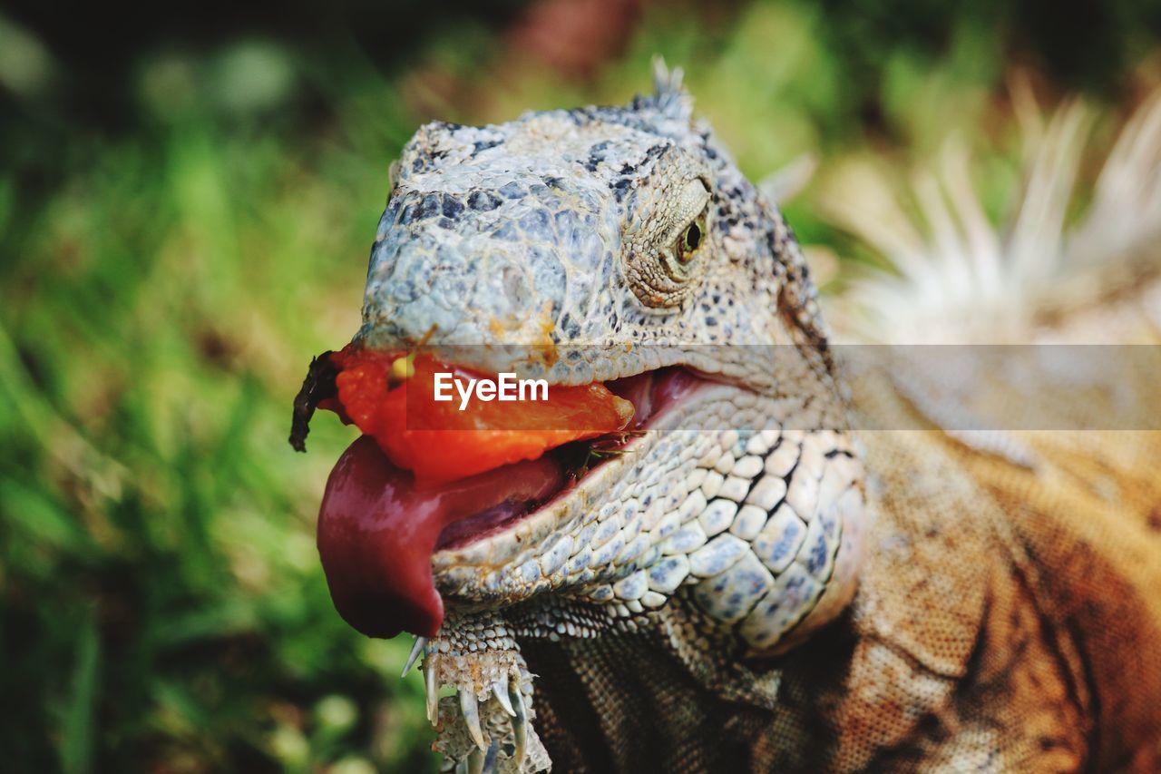 Close-up of lizard on land