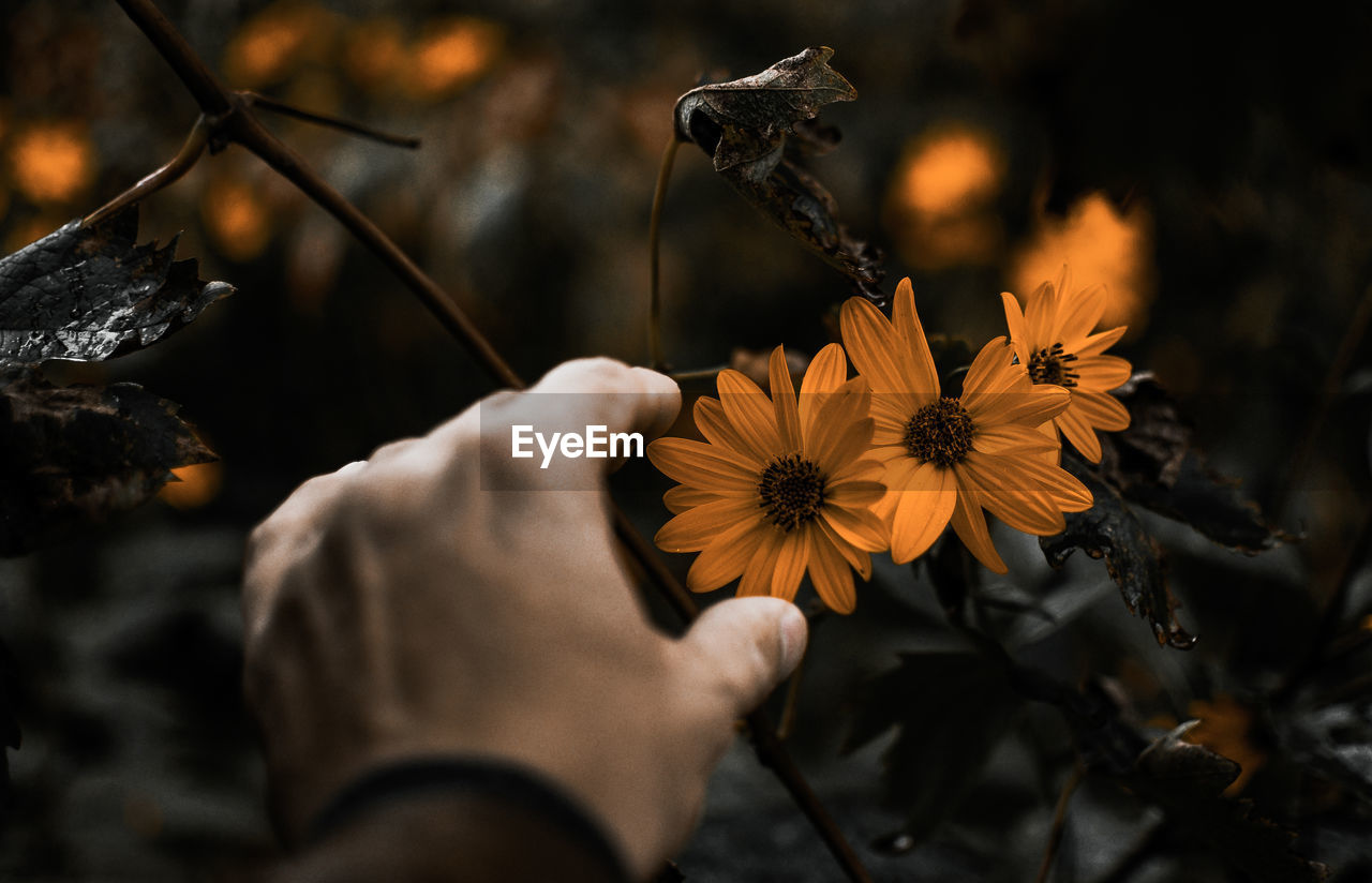 Close-up of hand holding flowering plant