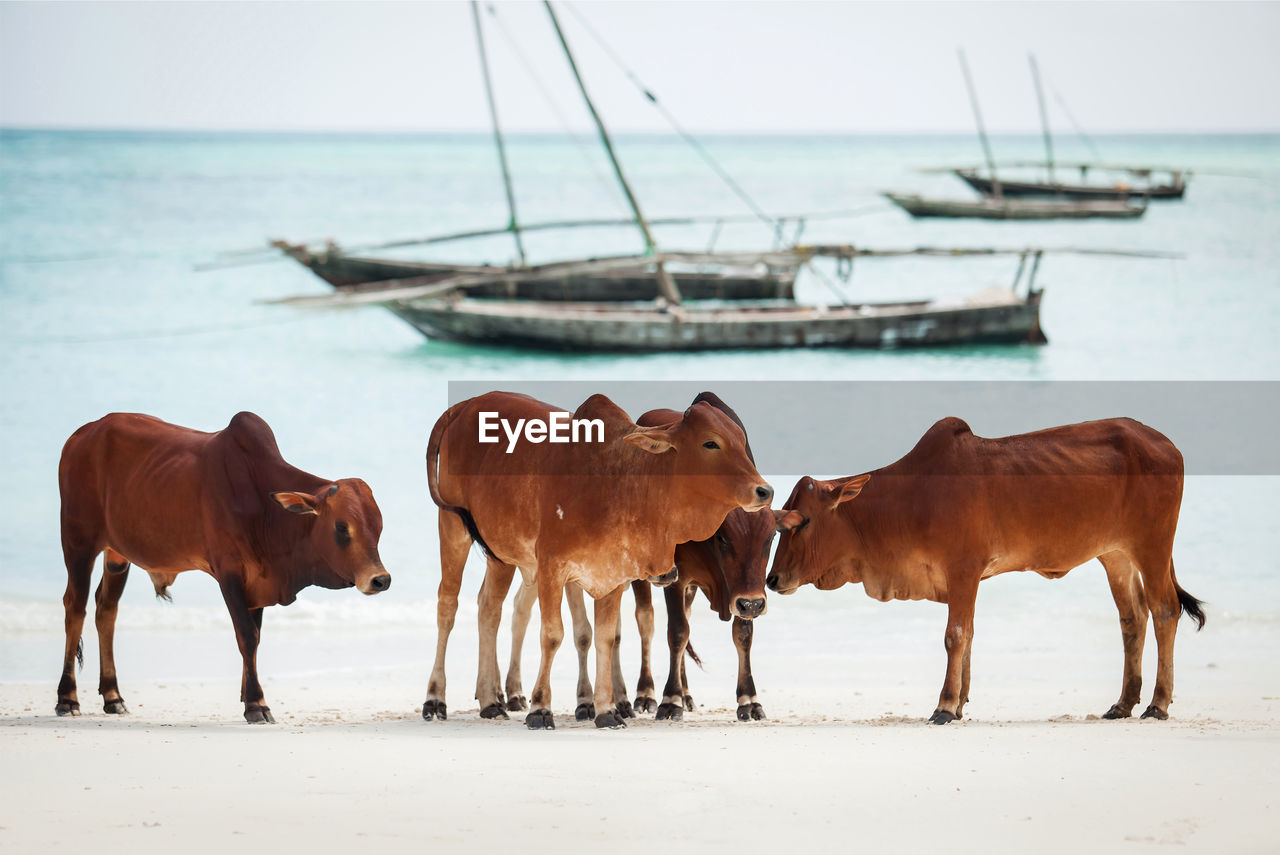 Cows on beach on zanzibar island.