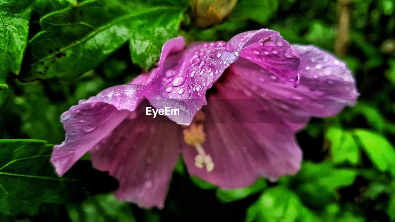 Close-up of water drops on pink flower