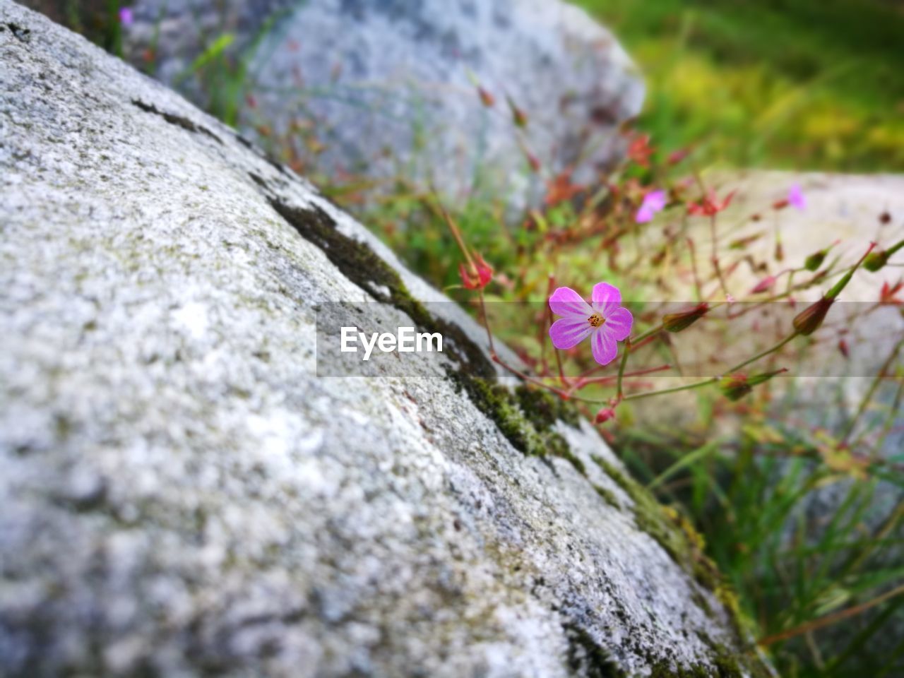 CLOSE-UP OF FLOWERS GROWING ON ROCK