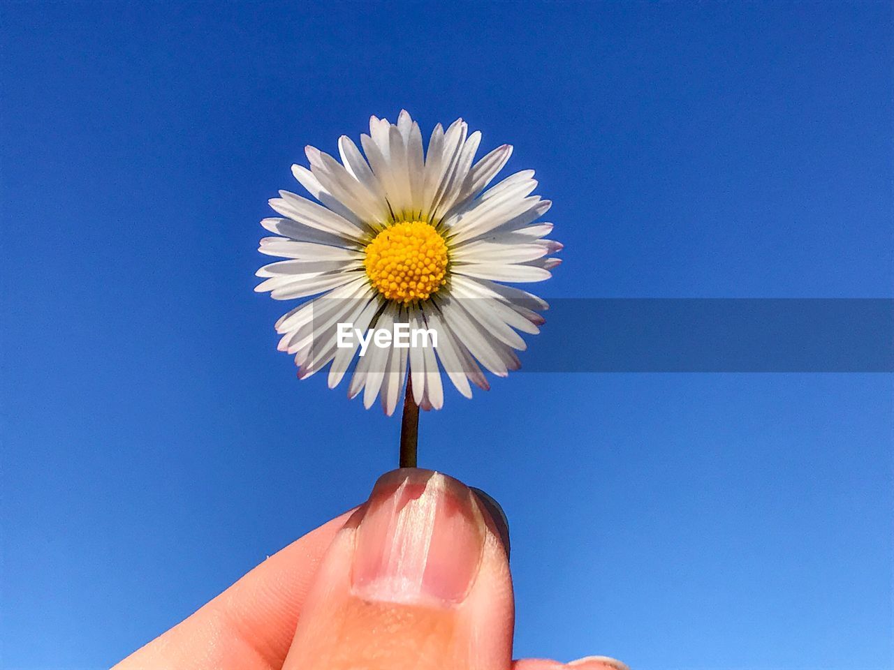 Close-up of hand holding flower against clear blue sky