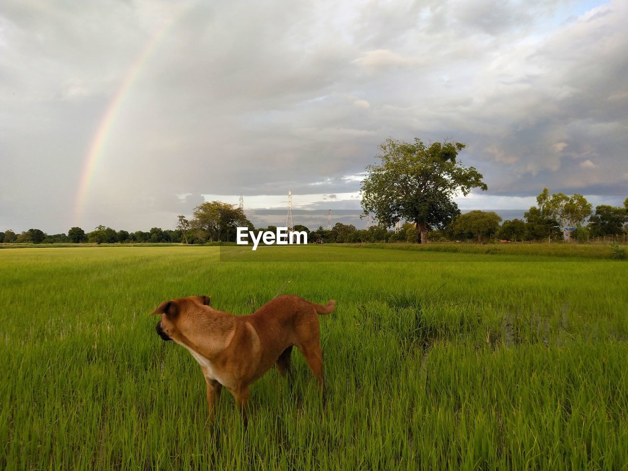 Scenic view of green field against sky