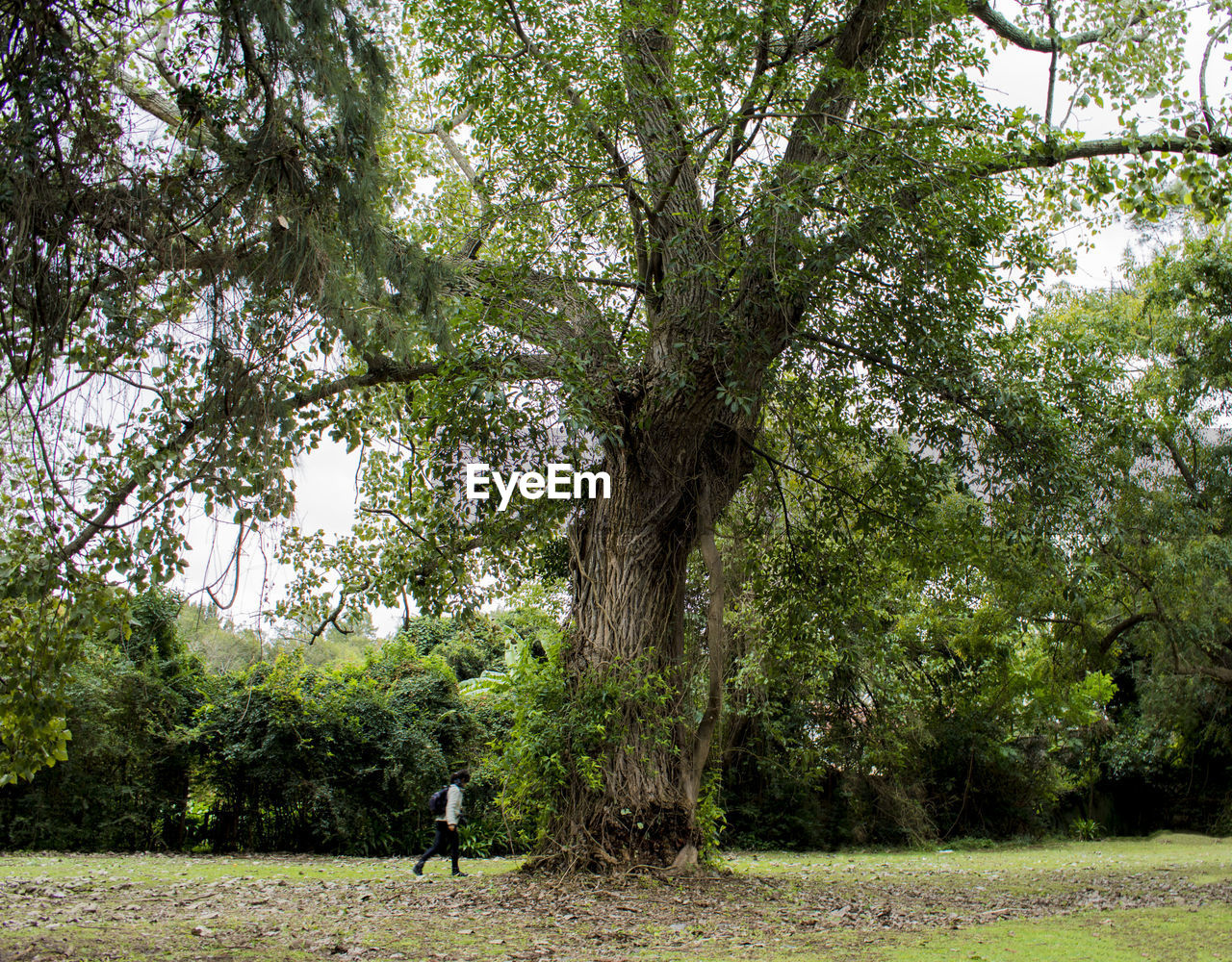 Side view of mature man walking on field against trees in forest