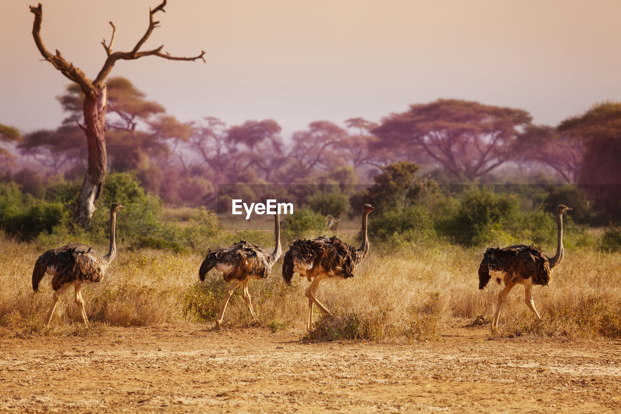 VIEW OF HORSES ON FIELD