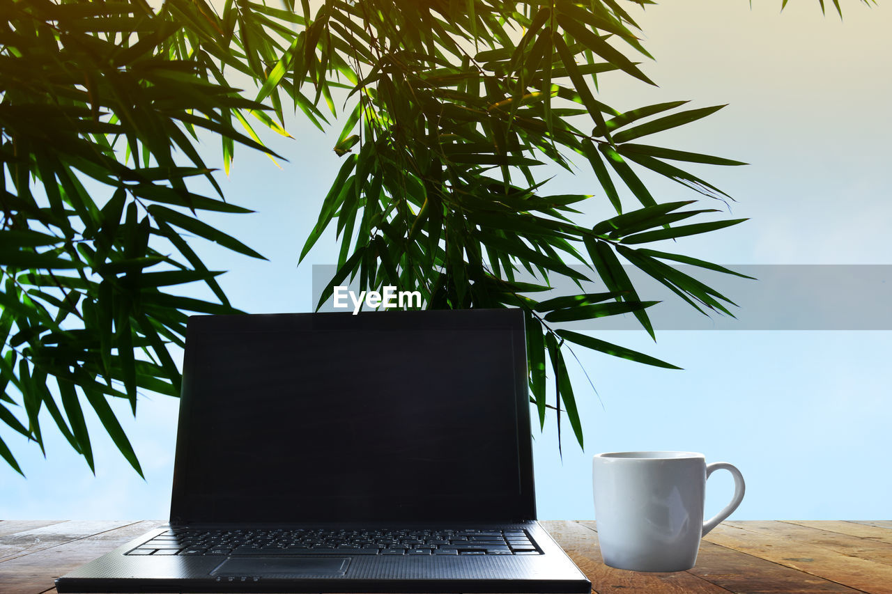 POTTED PLANT ON TABLE