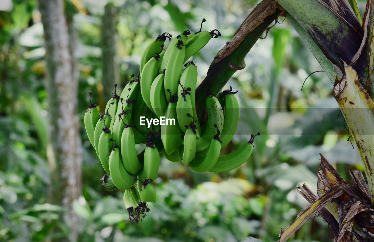 Green bananas in the trees, young bananas in the garden, this picture was taken in the banana garden