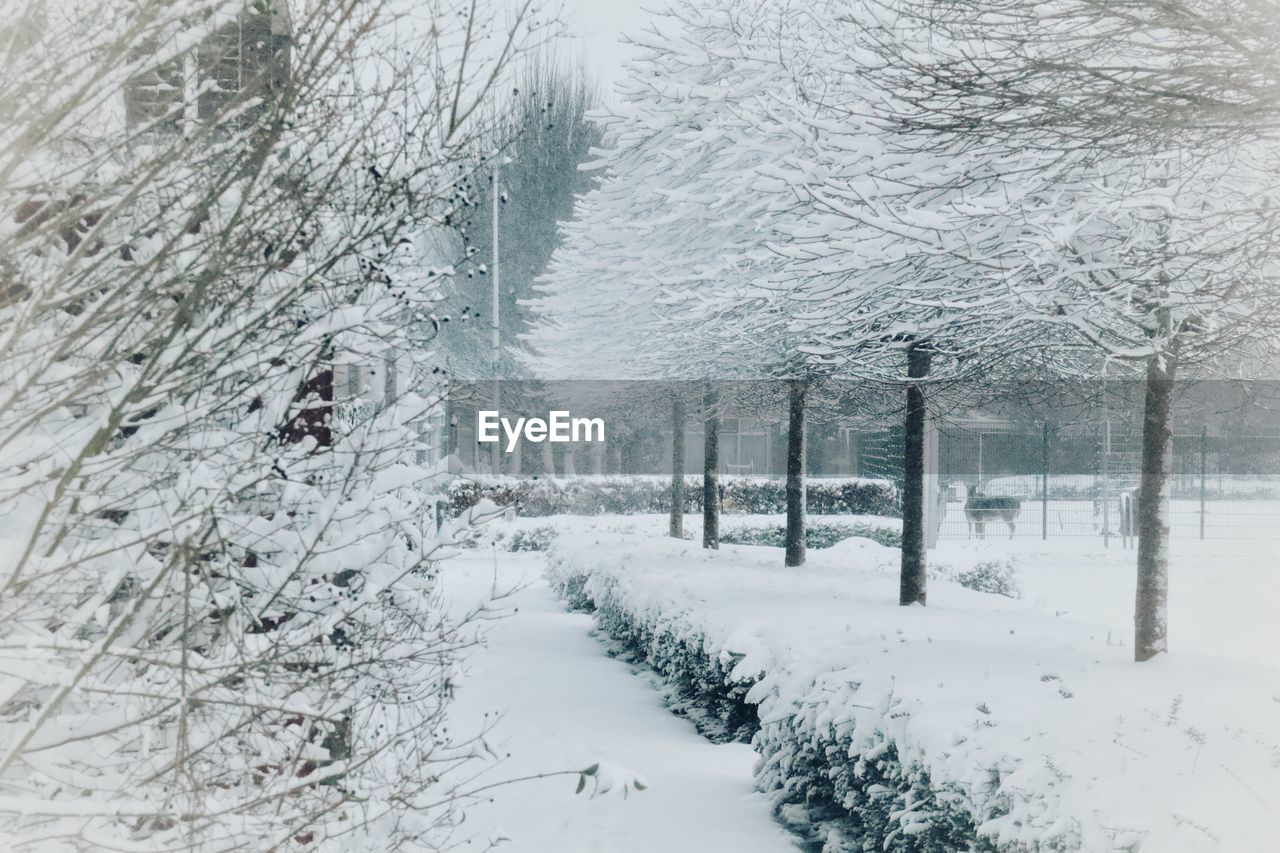 Snow covered plants and trees