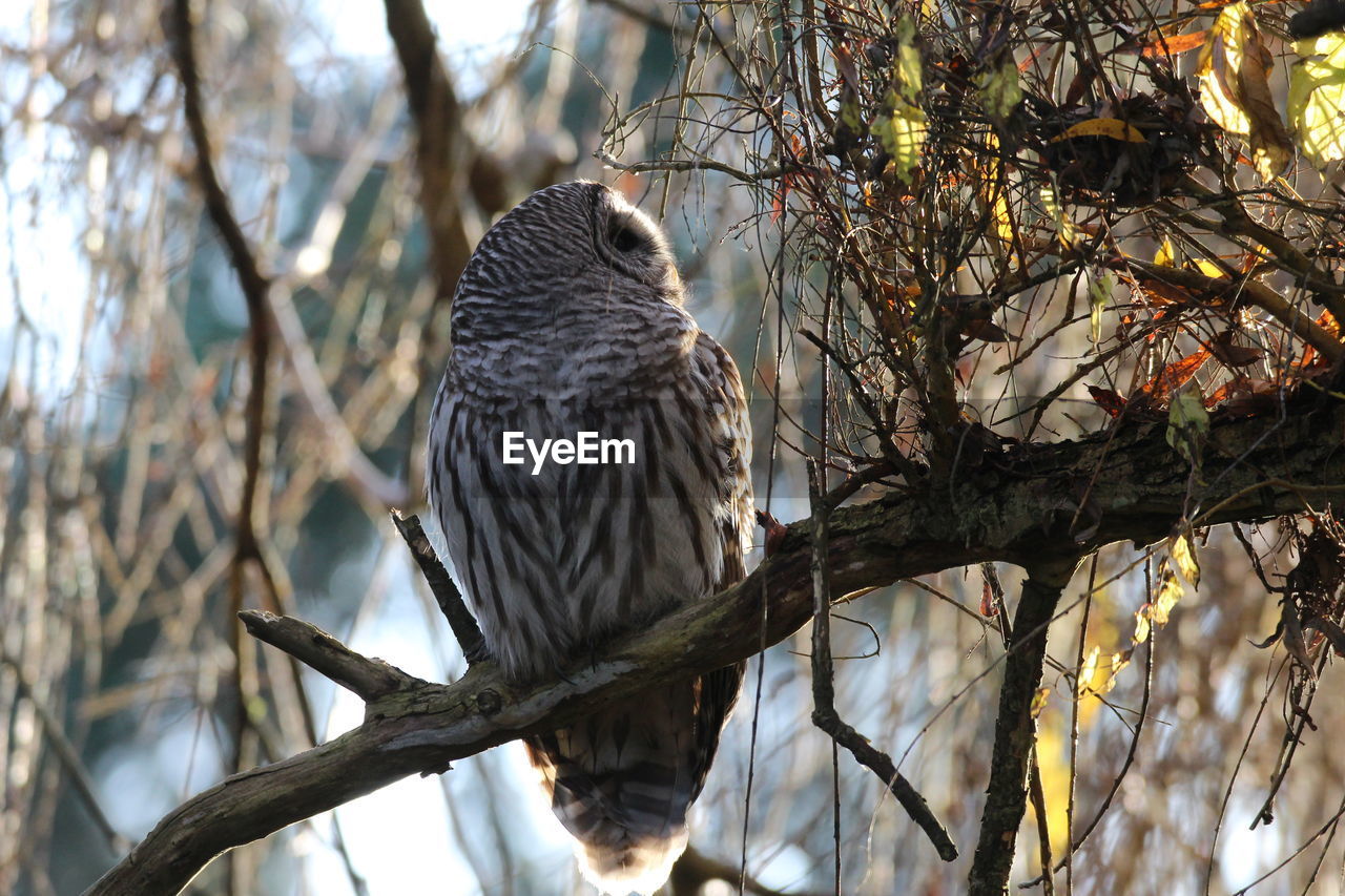 Low angle view of owl perching on branch