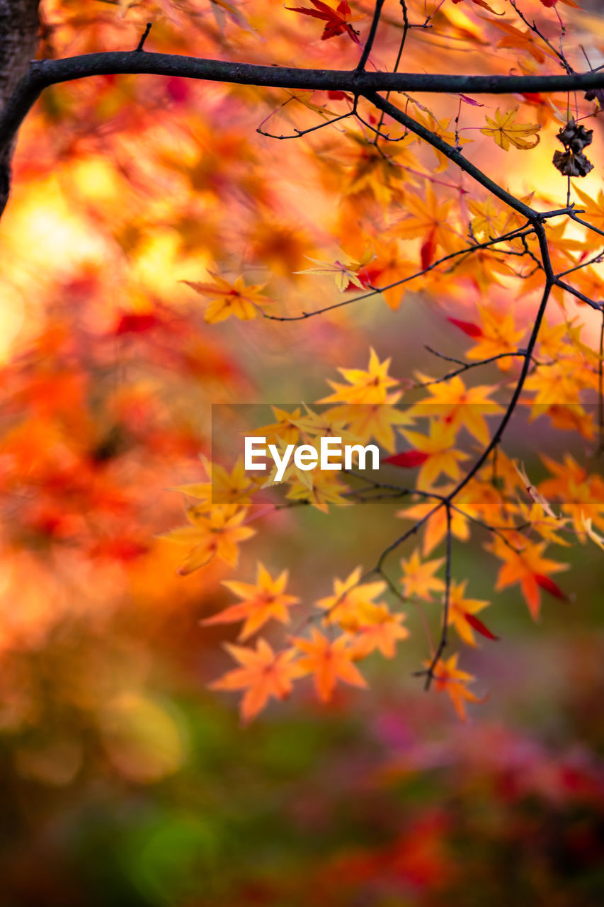 Close-up of orange leaves against blurred background