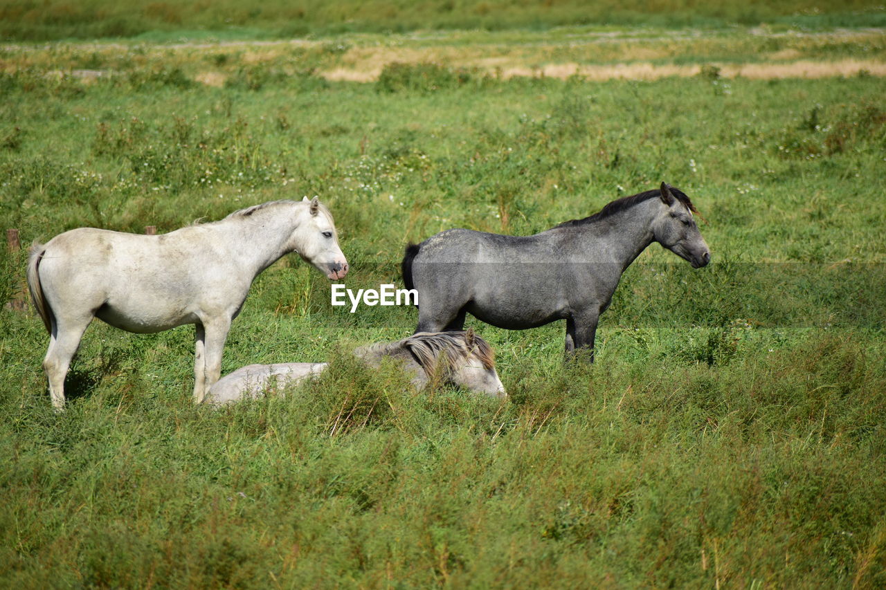 Horse in a field