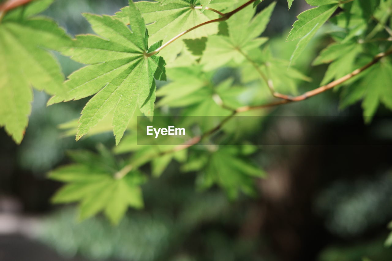 tree, leaf, plant part, plant, nature, green, maple, branch, no people, beauty in nature, food and drink, growth, outdoors, close-up, food, flower, day, environment, land, shrub, summer, travel, healthcare and medicine, social issues, freshness, selective focus, autumn, medicine, forest