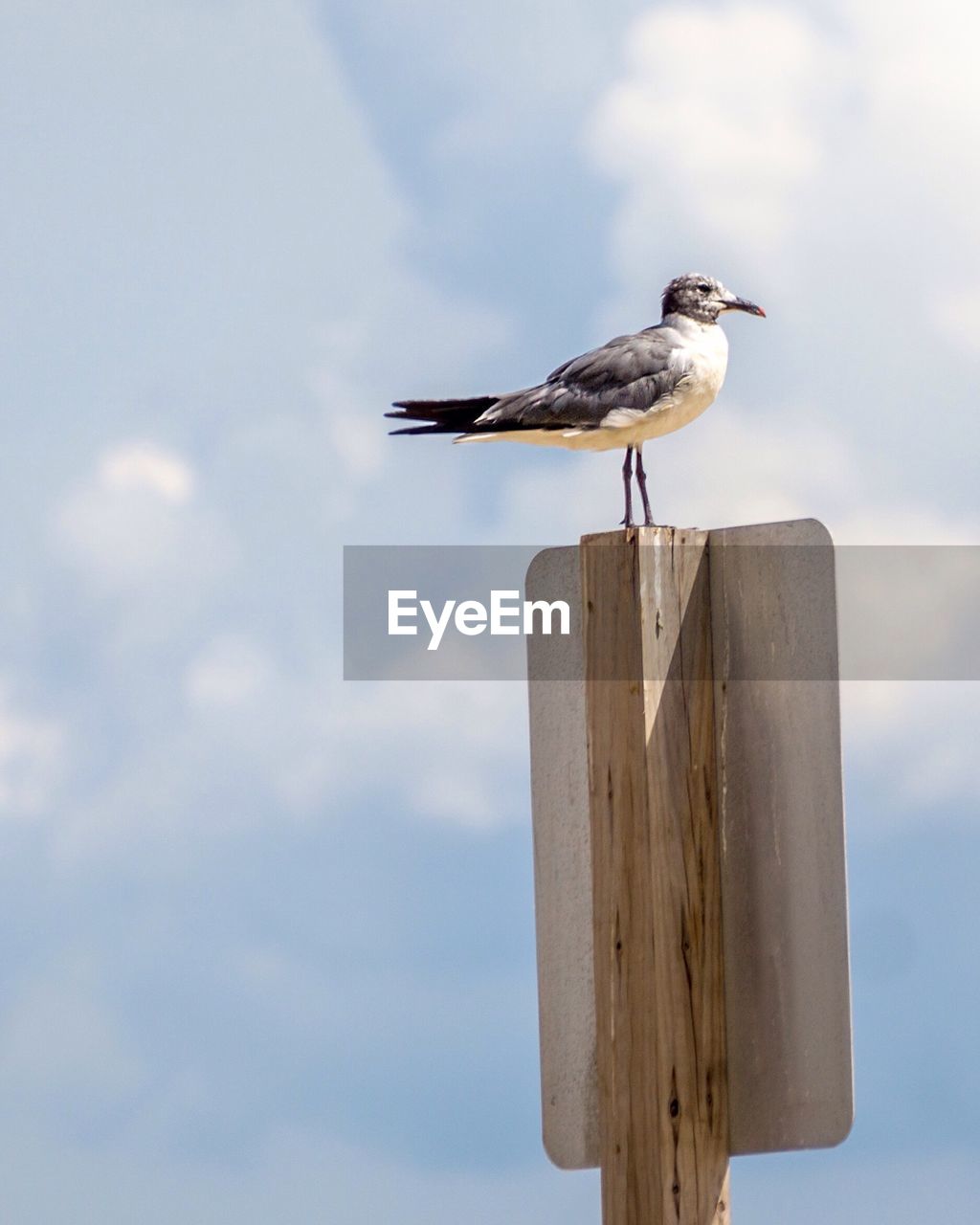 Seagull perching on pole against sky