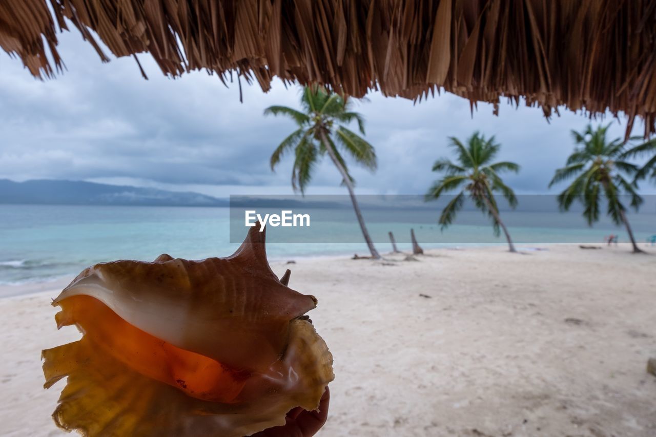 Close-up of palm leaf on beach against sky