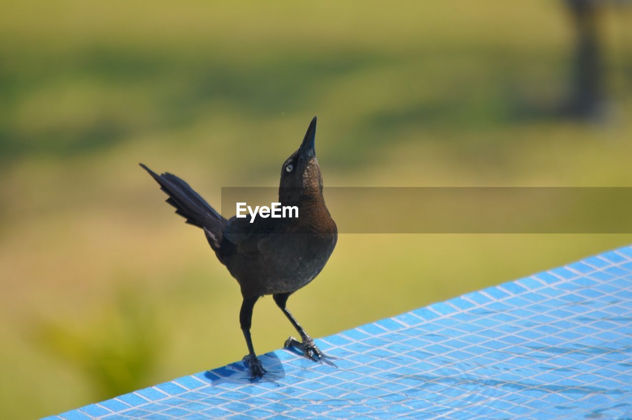 CLOSE-UP OF BIRD ON ROOF