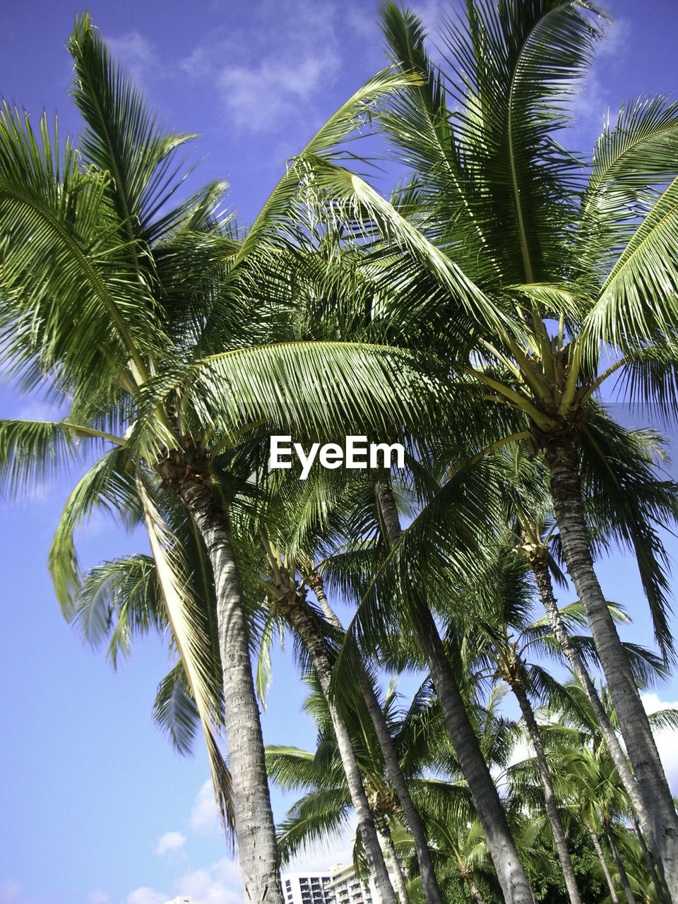 LOW ANGLE VIEW OF PALM TREES AGAINST BLUE SKY