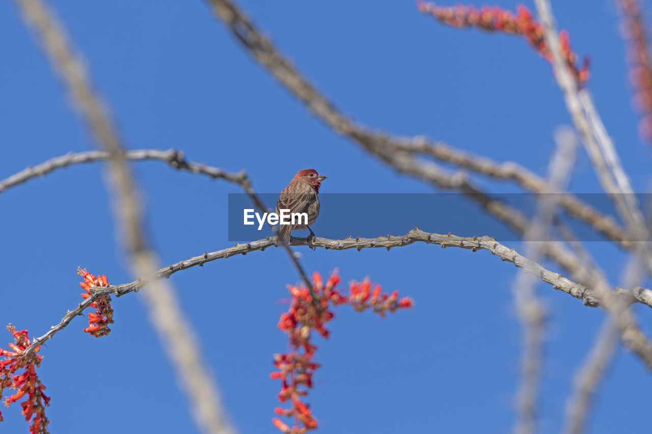 House finch on an ocotillo in the desert in organ pipe cactus national monument in arizona