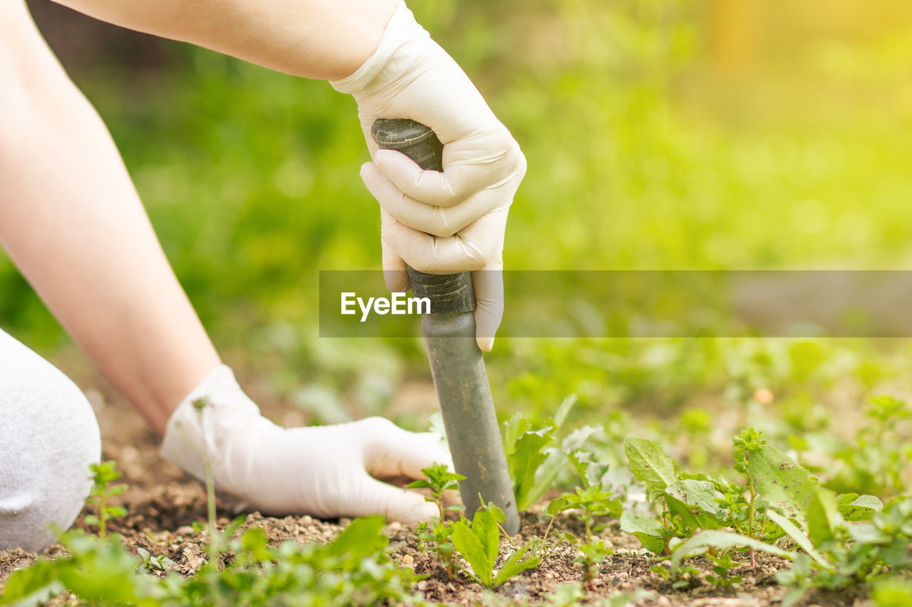 low section of woman holding plants