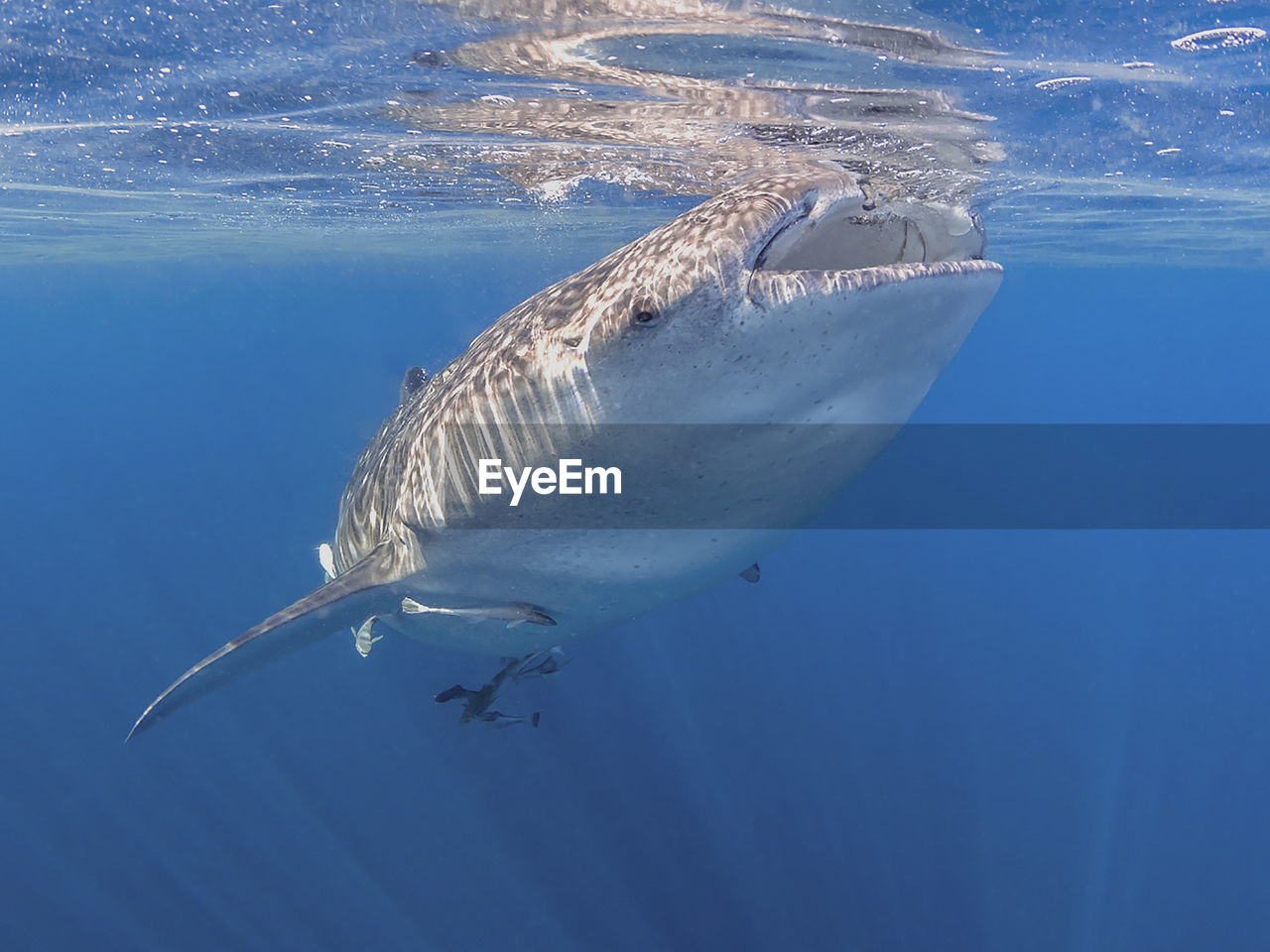 HIGH ANGLE VIEW OF FISH UNDERWATER