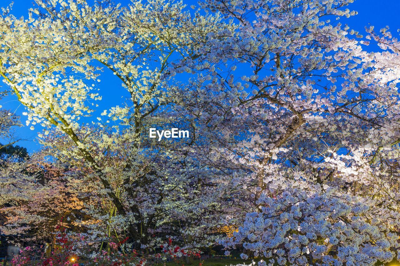 Low angle view of flowering tree against blue sky