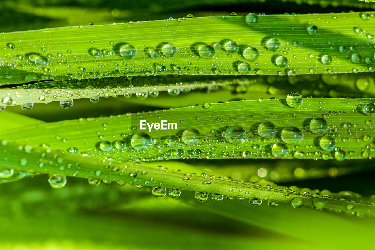 Full frame shot of raindrops on grass