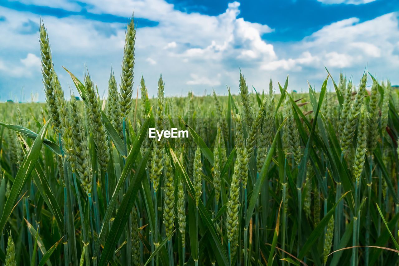 Wheat growing on field against sky