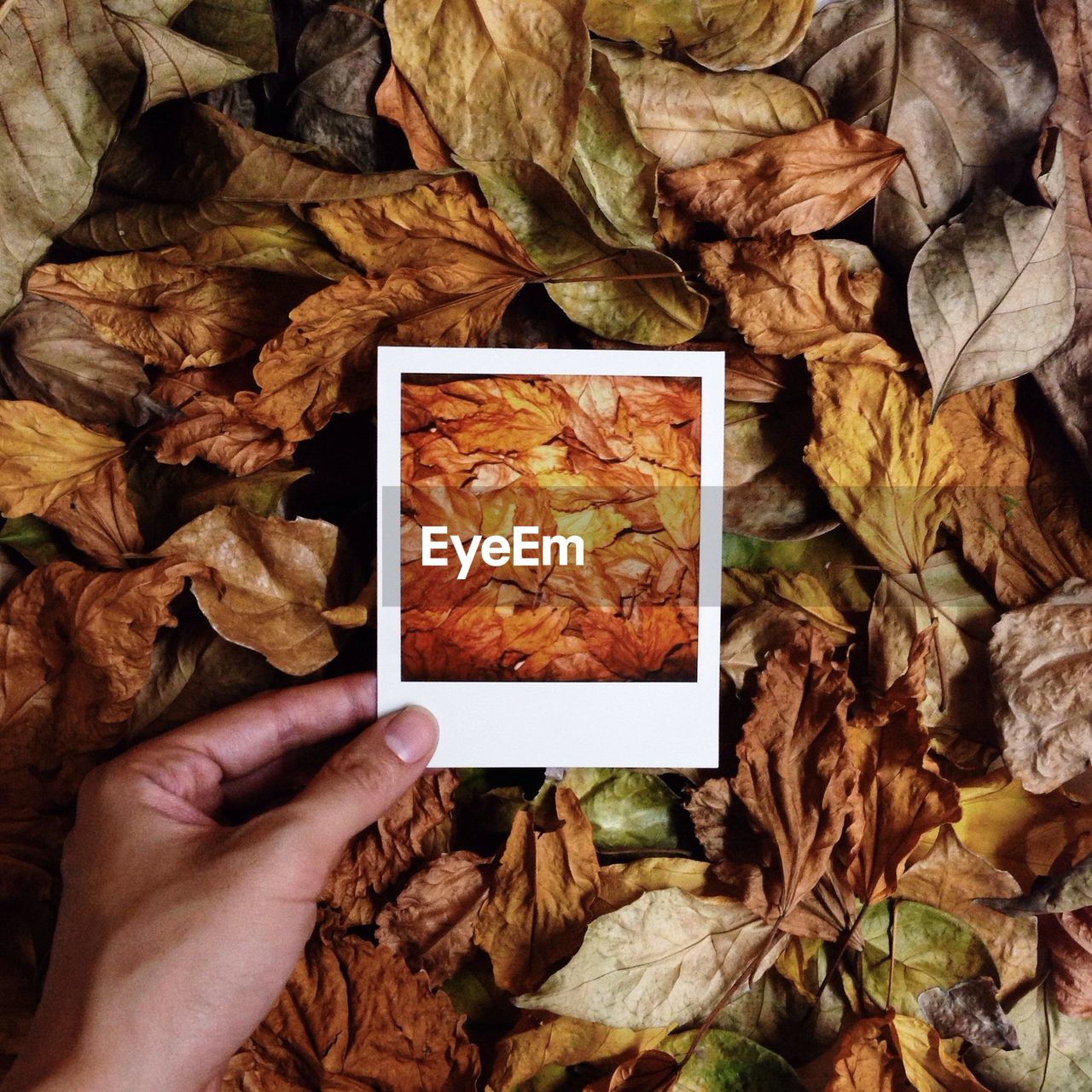 Close-up of instant photo picture of autumnal leaves