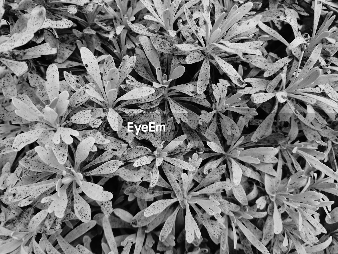 FULL FRAME SHOT OF PLANT