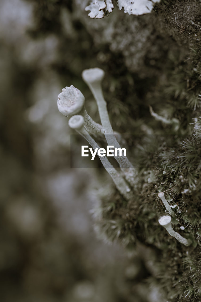 nature, plant, branch, tree, winter, leaf, flower, frost, macro photography, close-up, snow, no people, beauty in nature, cold temperature, growth, focus on foreground, outdoors, coniferous tree, selective focus, pinaceae, day, spring, twig, freezing, white, pine tree, land, forest, environment, autumn, fungus, ice