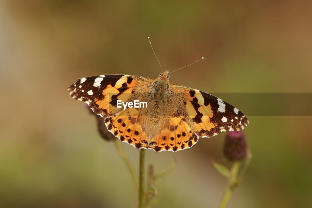 Close-up of butterfly pollinating flower