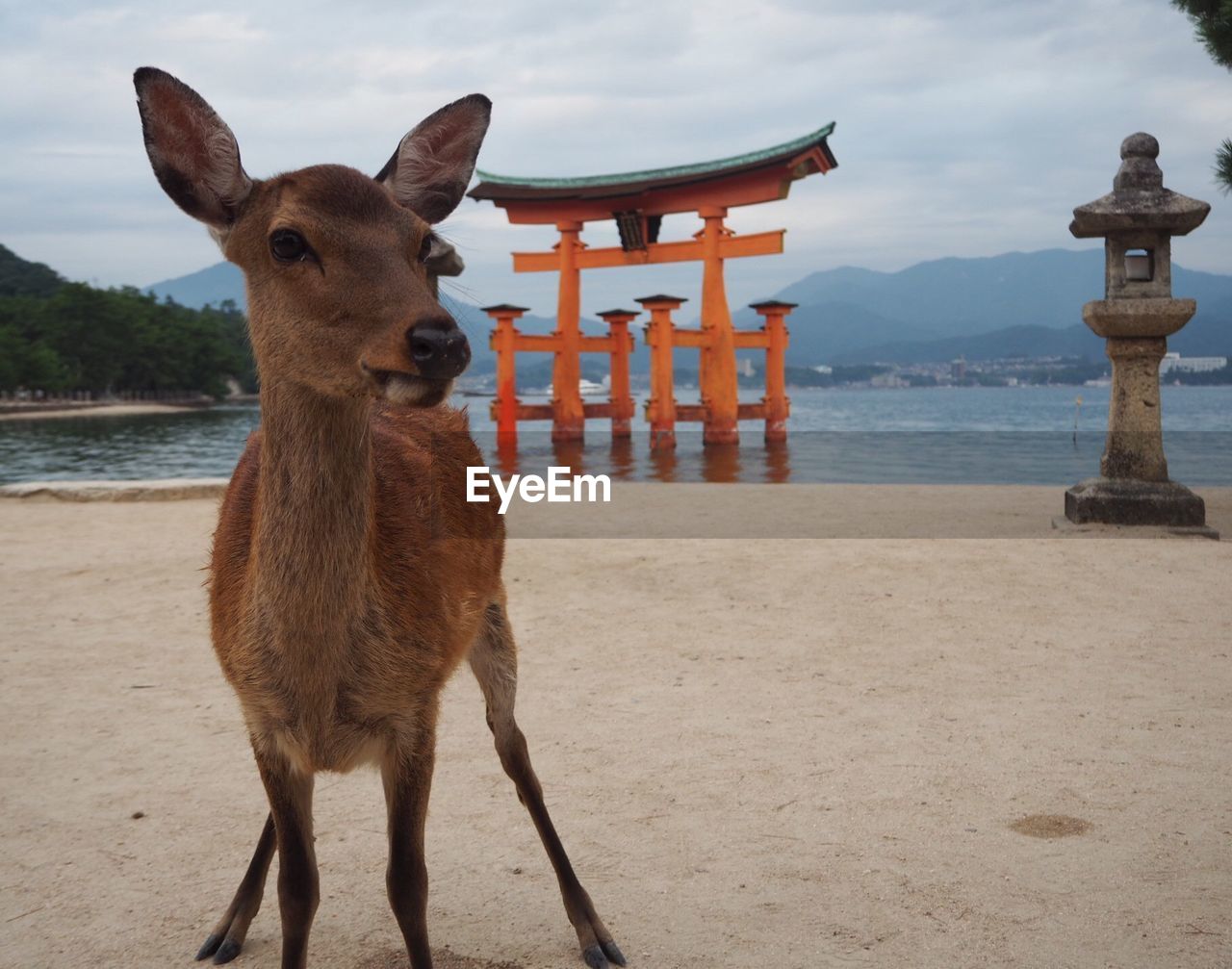 Portrait of deer standing on land against sky