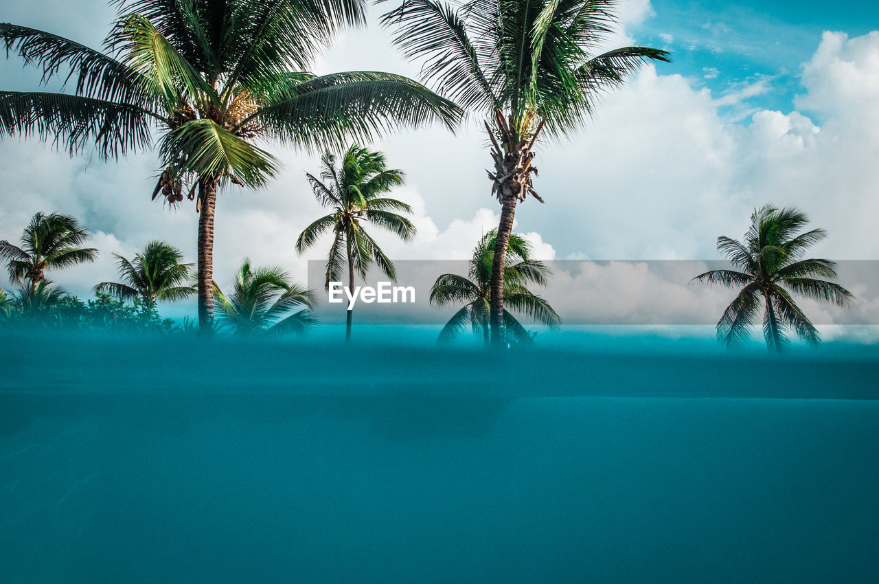 Palm trees by swimming pool against sky