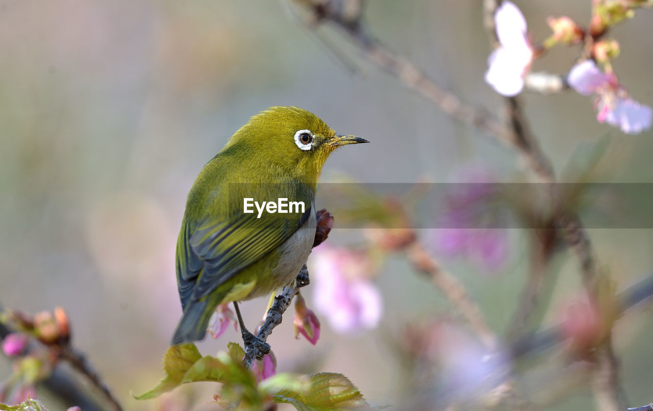 animal themes, animal, bird, animal wildlife, wildlife, nature, plant, one animal, tree, beauty in nature, flower, branch, perching, flowering plant, beak, multi colored, environment, no people, yellow, songbird, outdoors, selective focus, food, springtime, close-up, tropical bird, focus on foreground, eating, full length