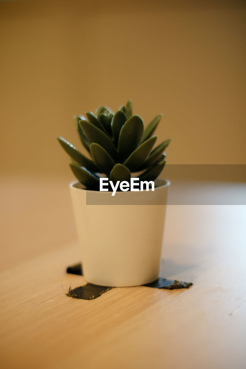 green, indoors, plant, no people, flowerpot, succulent plant, nature, houseplant, flower, food and drink, art, wood, potted plant, yellow, table, studio shot, food, cactus, close-up, growth, leaf, wellbeing
