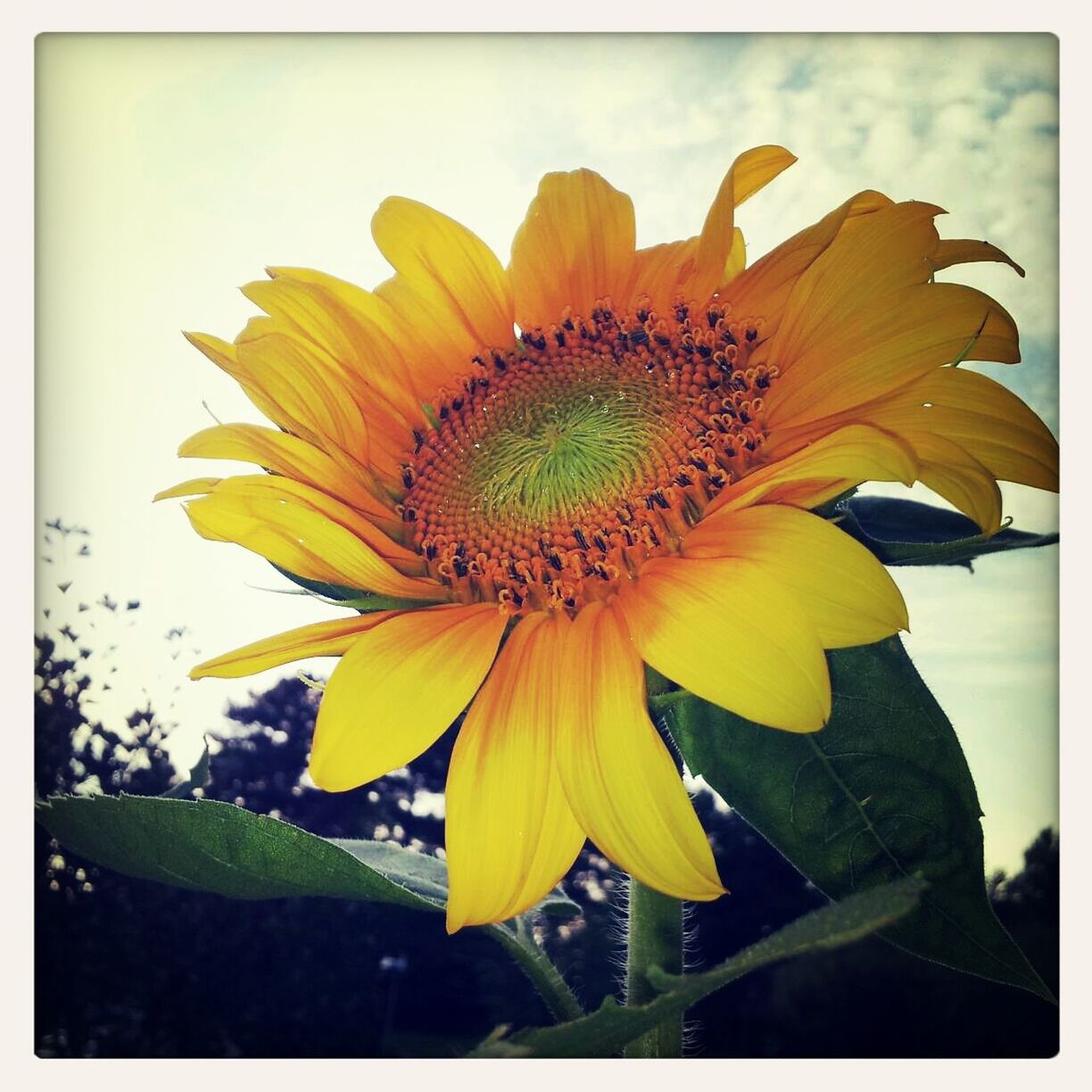 CLOSE-UP OF SUNFLOWERS