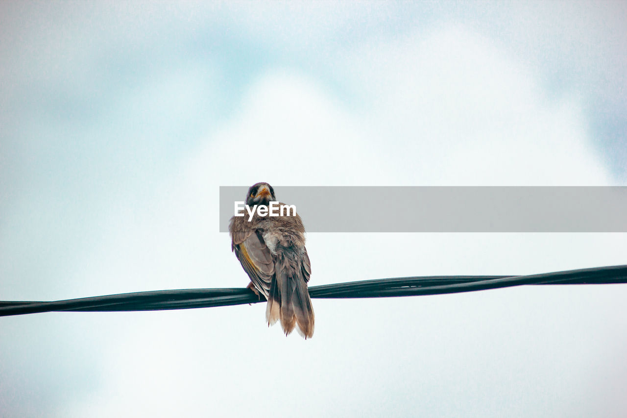 animal themes, bird, animal, animal wildlife, wildlife, perching, one animal, cable, beak, nature, sky, no people, bird of prey, low angle view, wing, full length, day, outdoors, branch, blue, dove - bird, copy space, focus on foreground