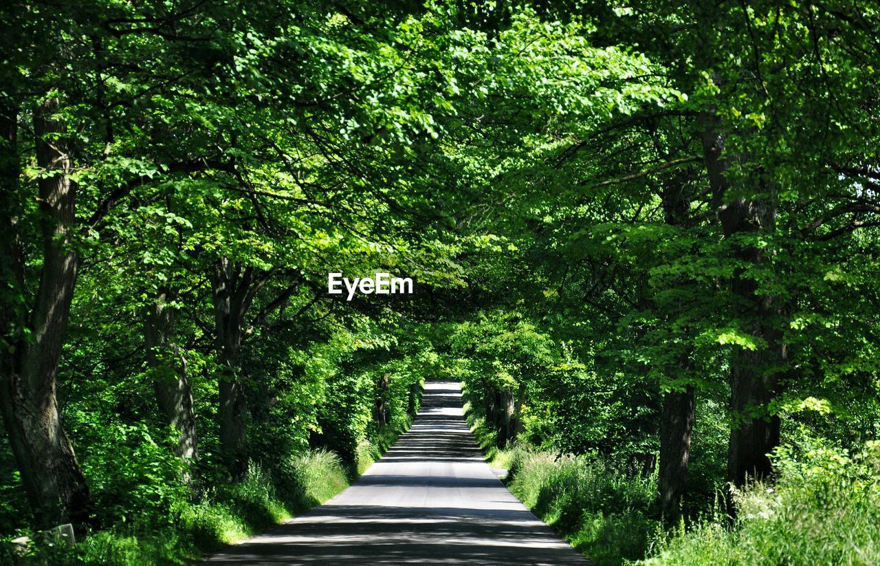 Narrow footpath amidst trees at park