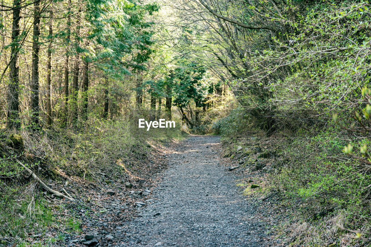 plant, tree, the way forward, forest, land, natural environment, growth, trail, woodland, tranquility, nature, beauty in nature, no people, footpath, day, wilderness, tranquil scene, green, non-urban scene, road, scenics - nature, diminishing perspective, outdoors, environment, stream, lush foliage, dirt road, foliage, landscape, autumn, vanishing point, leaf, idyllic, vegetation, old-growth forest, dirt, transportation, jungle, remote